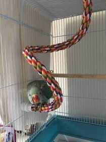 Lost Indian Ringneck Parakeet