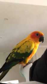 Lost Conure
