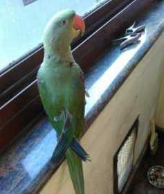 Lost Alexandrine
