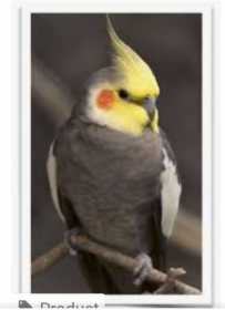 Lost Cockatiel