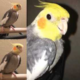 Lost Cockatiel