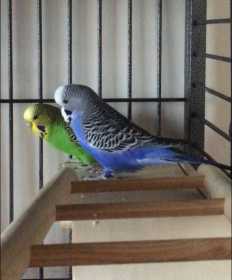 Lost Budgerigar