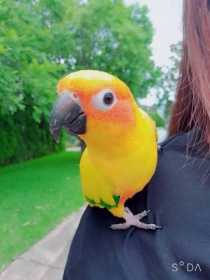 Lost Conure