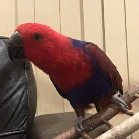 Lost Eclectus