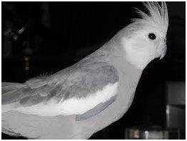 Lost Cockatiel