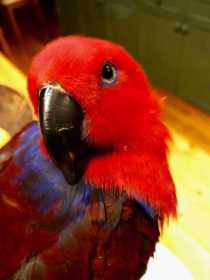 Lost Eclectus