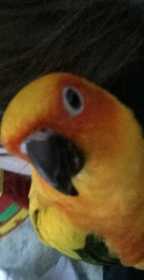 Lost Conure