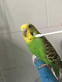 Lost Budgerigar