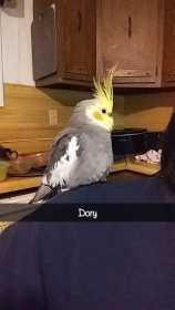 Lost Cockatiel