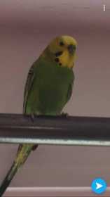 Lost Budgerigar