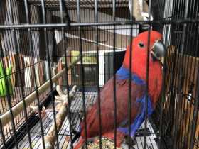 Lost Eclectus