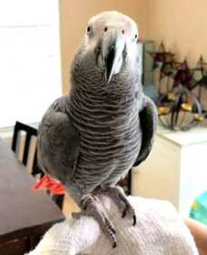 Lost African Grey