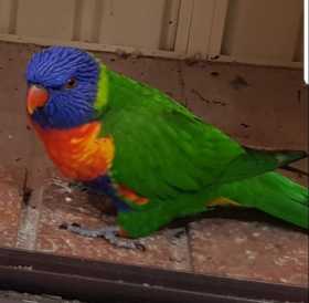 Lost Lory / Lorikeet