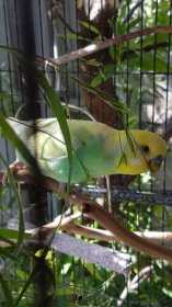 Lost Budgerigar