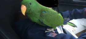 Lost Eclectus