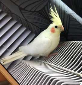 Lost Cockatiel