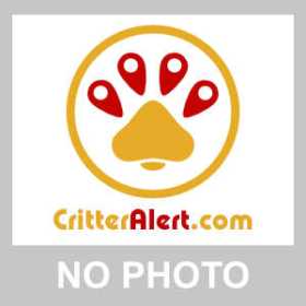 Lost Cockatiel