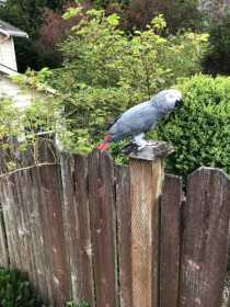 Lost African Grey