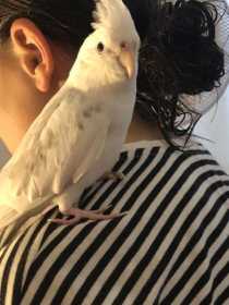 Lost Cockatiel