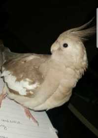 Lost Cockatiel