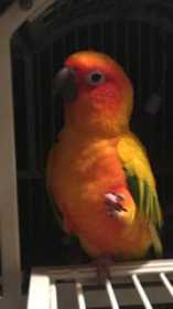 Lost Conure