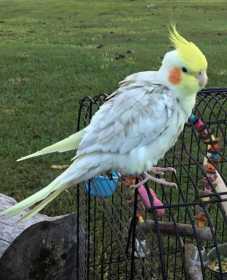 Lost Cockatiel