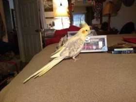 Lost Cockatiel