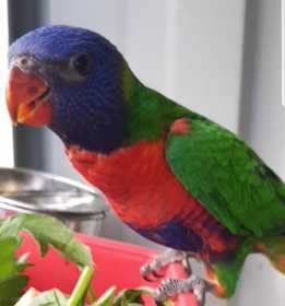 Lost Lory / Lorikeet