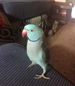 Lost Indian Ringneck Parakeet