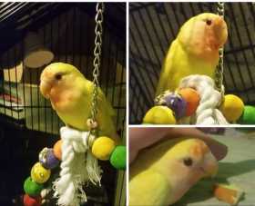Lost Lovebird