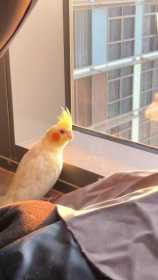 Lost Cockatiel