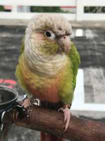 Lost Conure