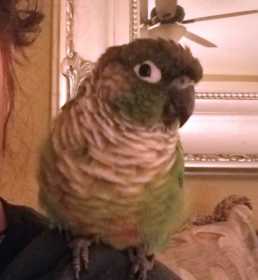 Lost Conure