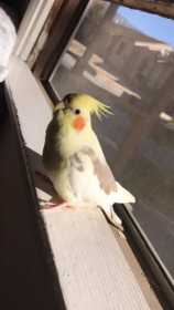 Lost Cockatiel