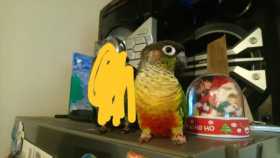 Lost Conure