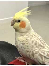 Lost Cockatiel