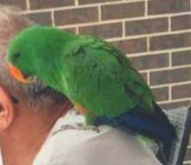 Lost Eclectus