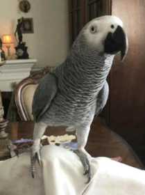 Lost African Grey