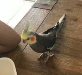 Lost Cockatiel