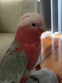 Lost Galah Cockatoo