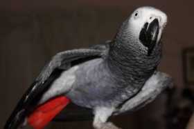 Lost African Grey