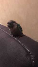 Lost Conure