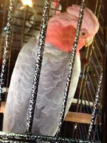 Lost Galah Cockatoo