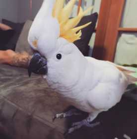 Lost Cockatoo
