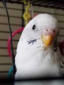 Lost Budgerigar