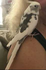 Lost Cockatiel