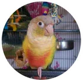 Lost Conure