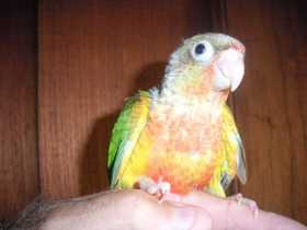 Lost Conure
