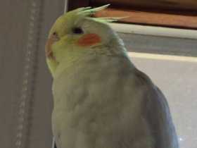 Lost Cockatiel