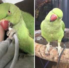 Lost Indian Ringneck Parakeet